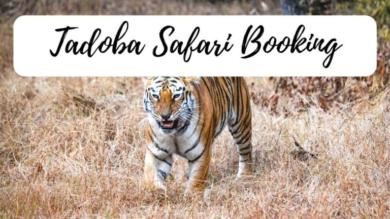 TADOBA JUNGLE SAFARI WITH 1 NIGHT STAY